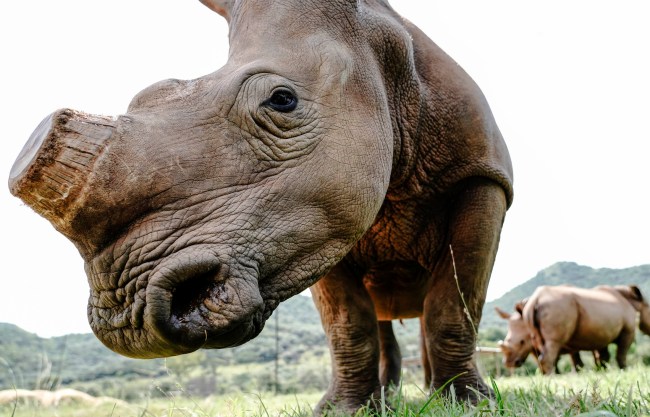 Care for Wild Rhino Orphanage