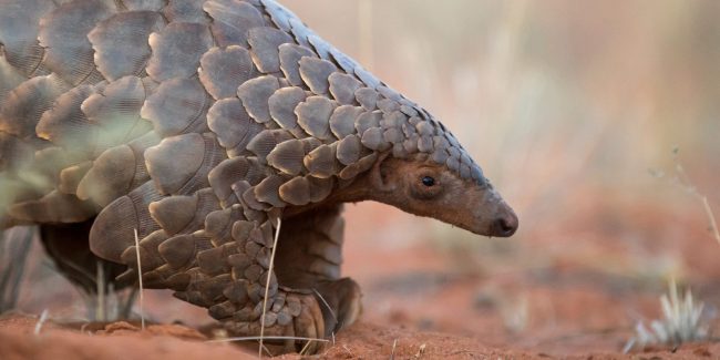 pangolin-poach-MAIN-1600x800