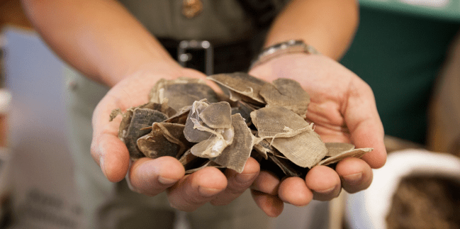 Pangolin scales