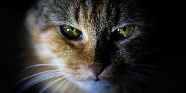 Tiara-DomesticWild-option-1-1600x800